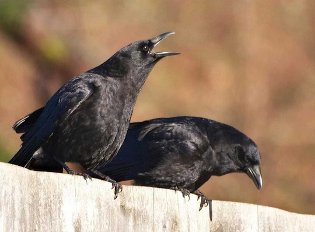 Chim đen bay vào nhà báo hiệu điều bí ẩn lôi cuốn