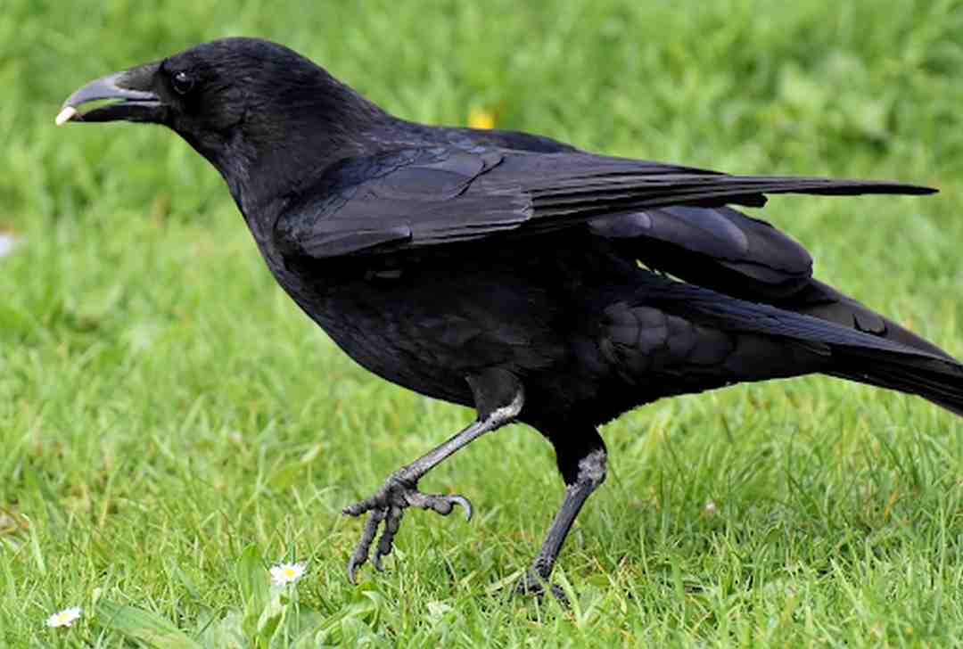 Chiêm bao thấy chim đen bay vào nhà nhắc nhở bạn cần cẩn trọng