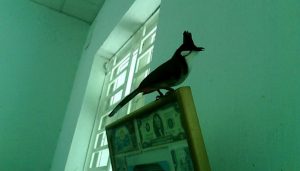 Mộng thấy một chú chim đen bay vào nhà mang theo muối