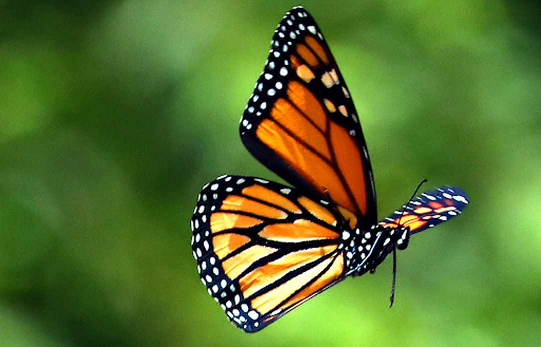 Chiêm bao thấy con bướm có ý nghĩa lớn với bạn